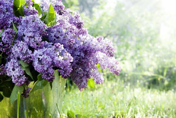 Fragrant lilac in the spring forest