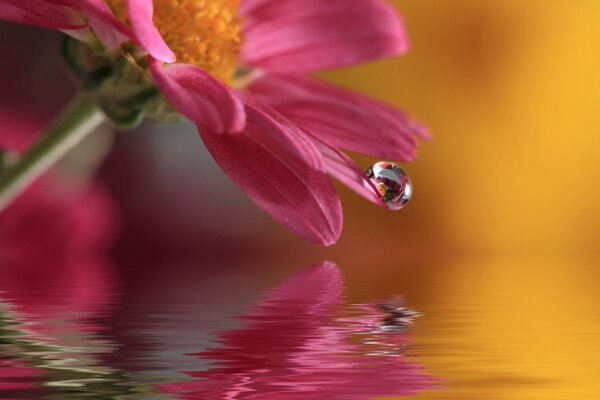 Una gota de agua gotea del pétalo de la flor