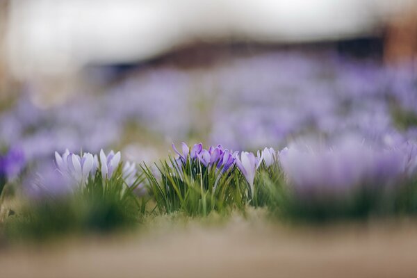 Krokusy białe i liliowe wiosna