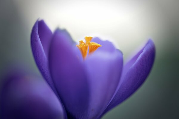 Crocus lila en macro stremke