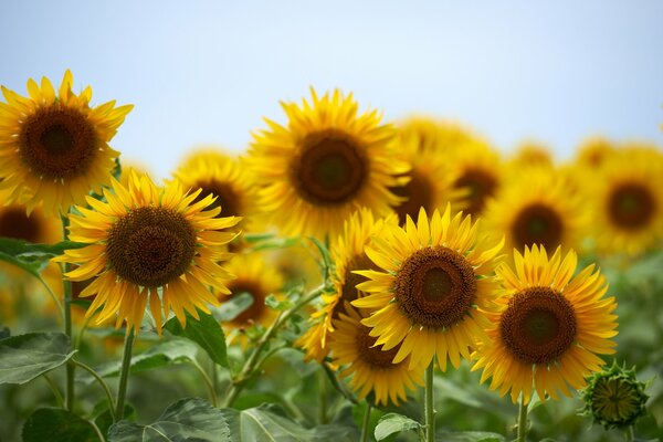 Das goldene Feld der Sonnenblumen