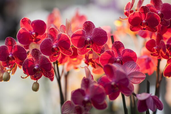 Hermosa falinopsis en los rayos de luz