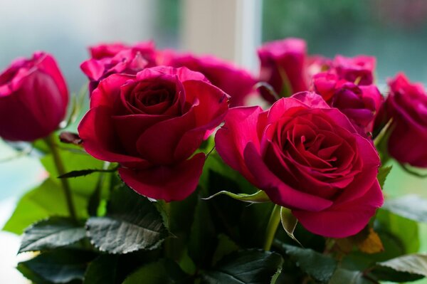 Purple roses gathered in a bouquet