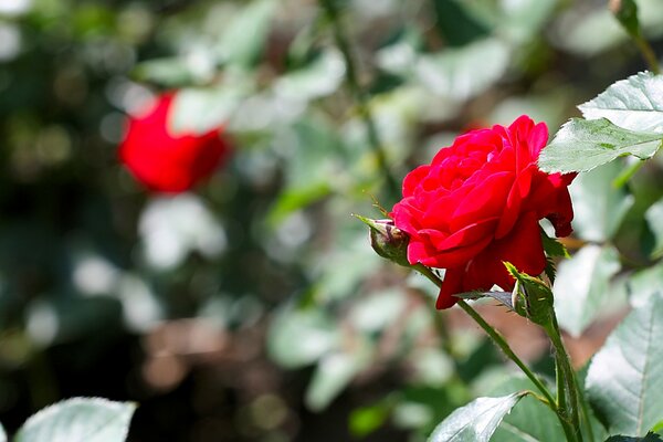 Sommer Blumen Rosen