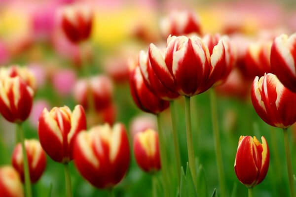 Mar de tulipanes de terciopelo rojo