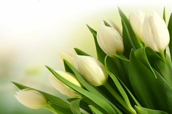 A huge bouquet of white tulips