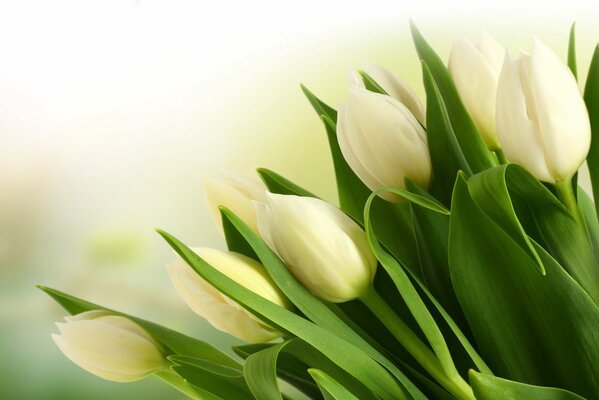 Ogromny bukiet białych tulipanów