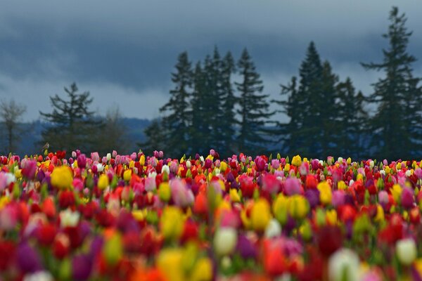 Flower carpet of bright tulips in the forest