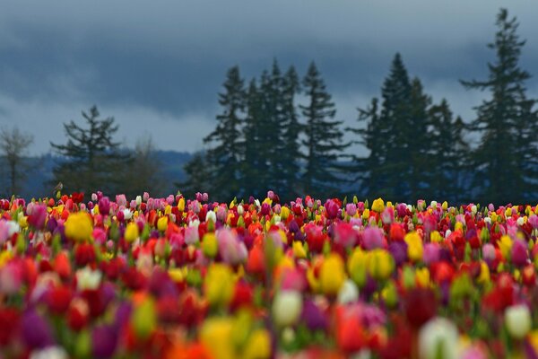 Alfombra de flores de tulipanes brillantes en el bosque