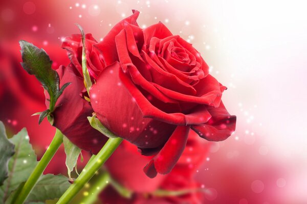 A gorgeous rose on a red background