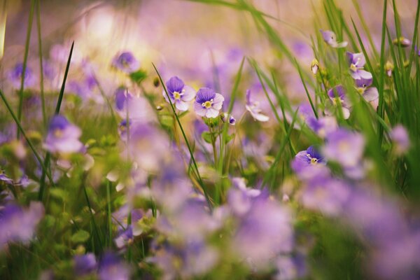 La natura è fiori erba piante