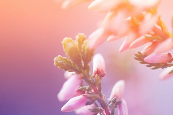 Macro flowers in pink