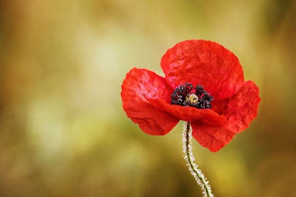 Macro picture of a blooming red poppy