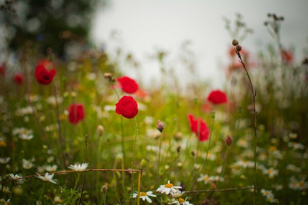 A clearing with red poppies and green grass