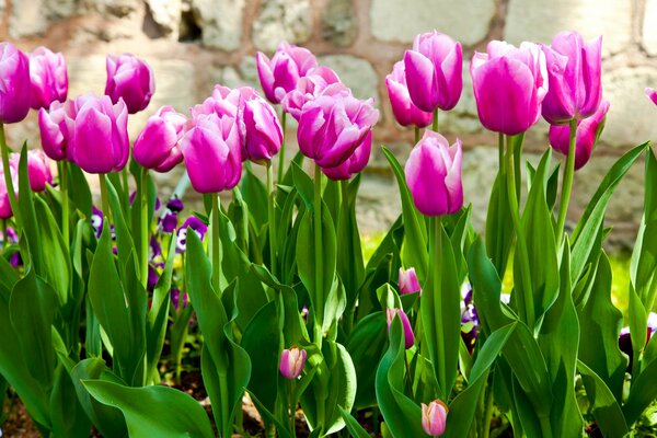 Fleurs de printemps dans le jardin de tulipes