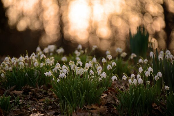 Suaves campanillas de invierno de primavera