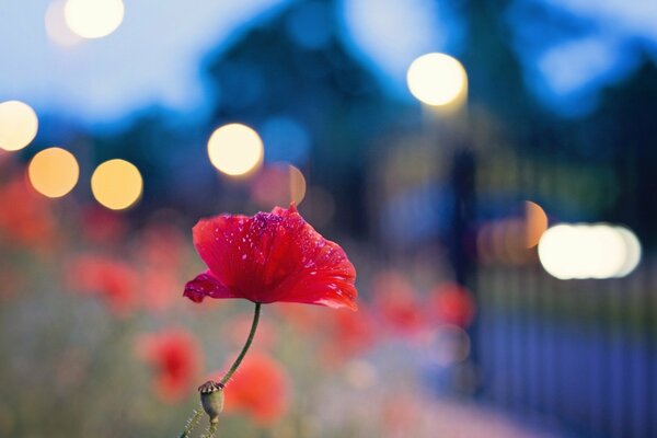 Lights in the distance against the background of a red poppy