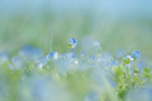 Flores azules primavera naturaleza