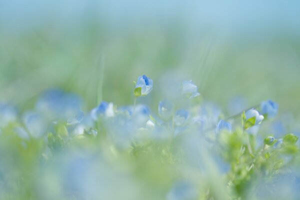 Fiori blu primavera natura