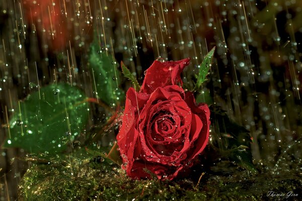 Rose sous la pluie gouttes gros plan