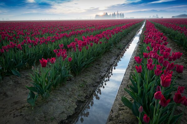 Champ de tulipes. Ciel et fleurs