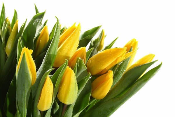 Blumen Tulpen sind in Tropfen gelb