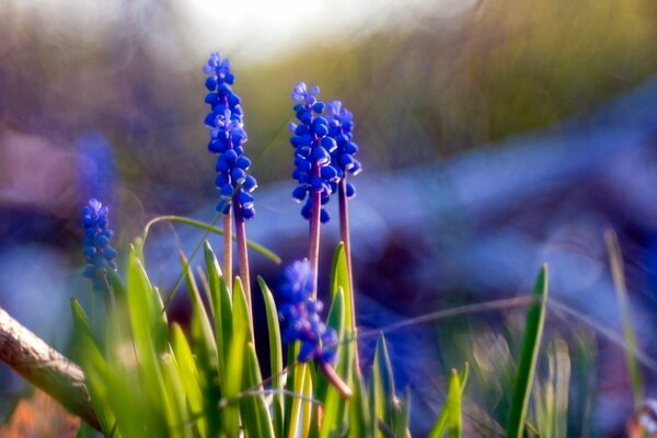 Blaue Boten des Frühlingswaldes