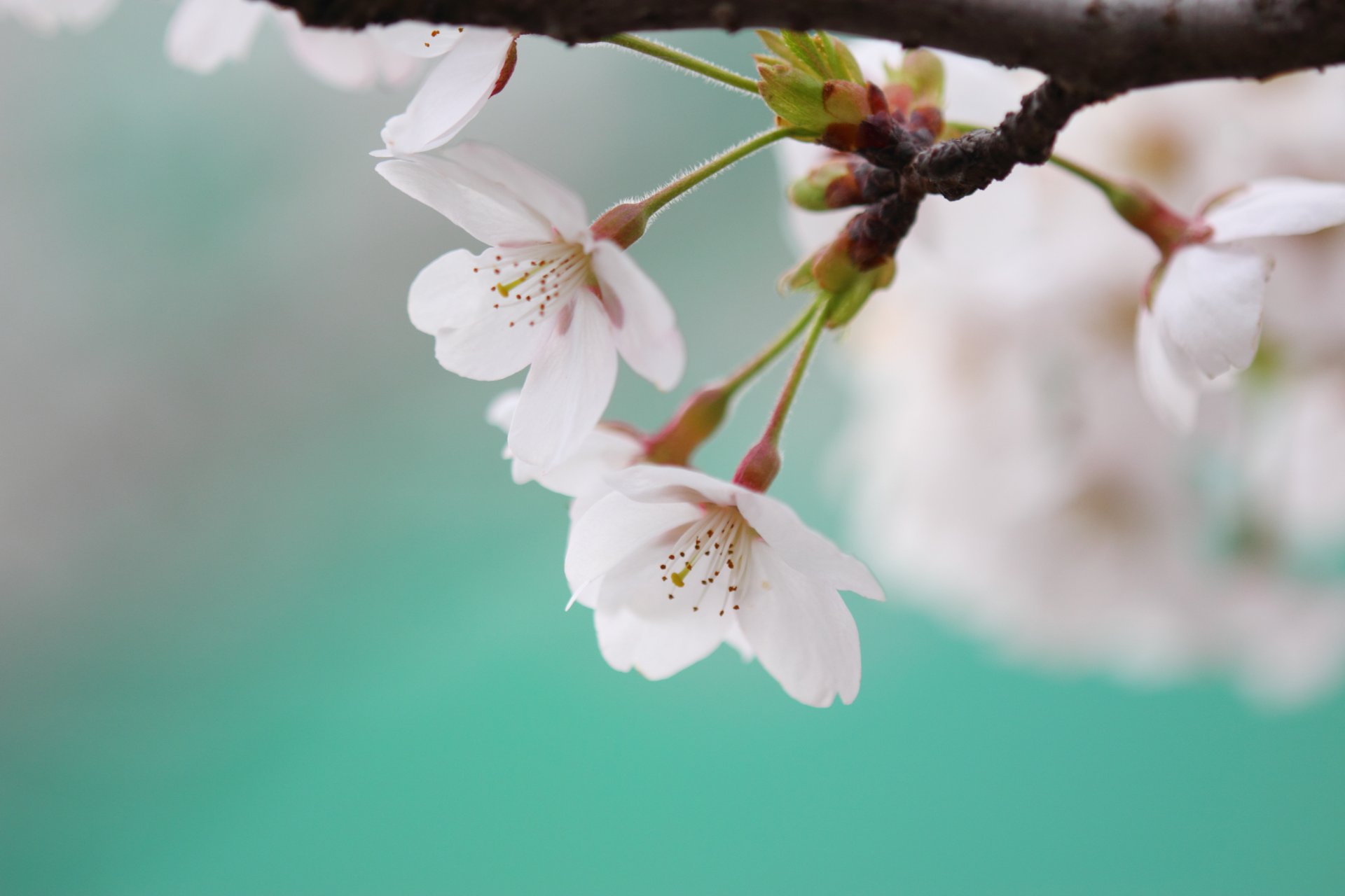 sakura cherry blossom primavera fiori bianco petali ramo ramoscello di colore blu macro