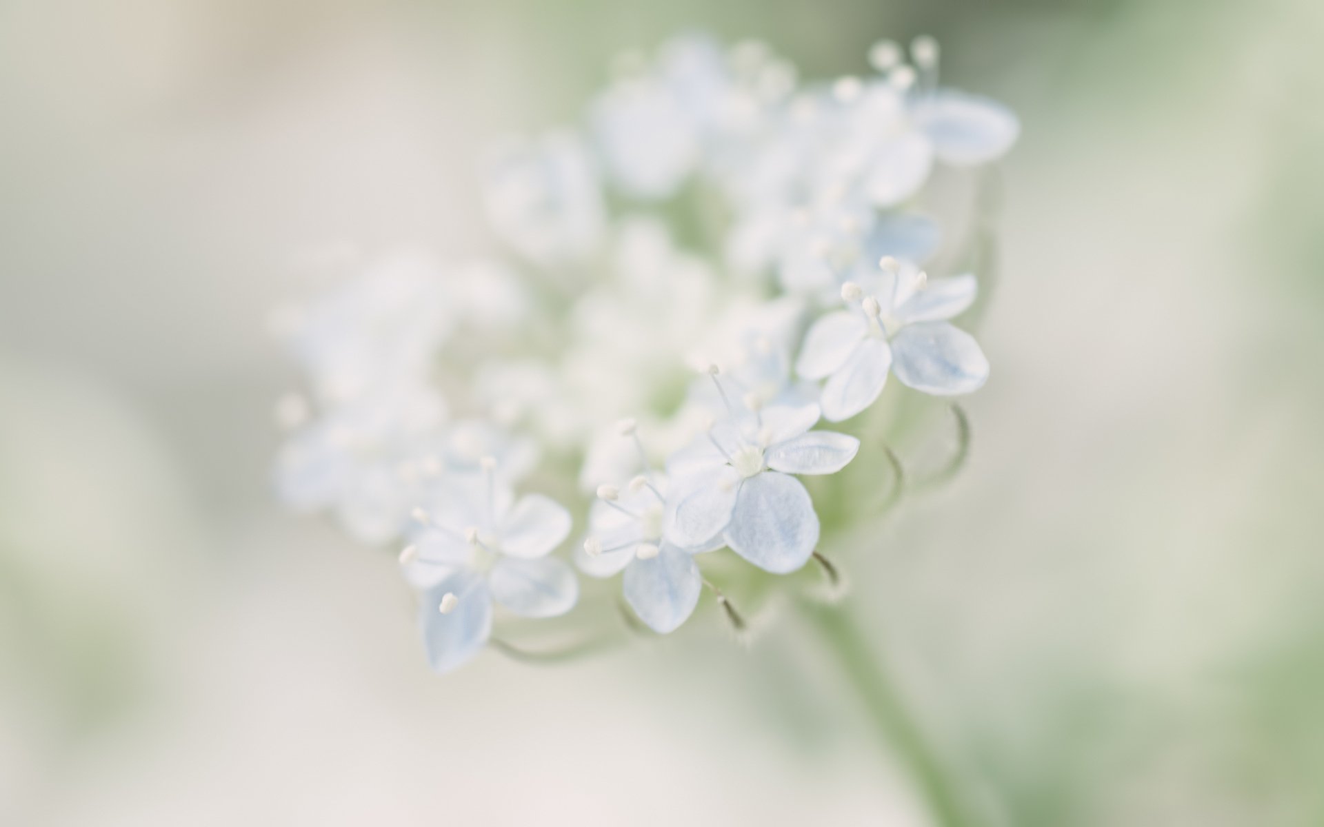 flower blue tender blur close up trachymene