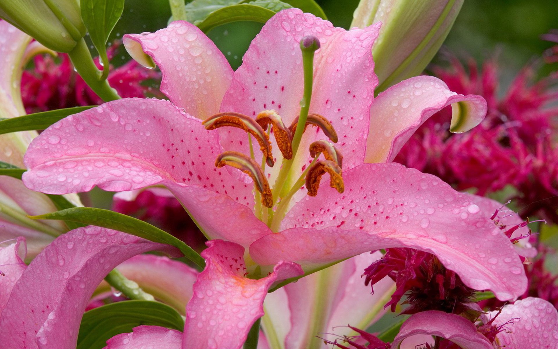 natur wallpaper rosa lilien blume wassertropfen schönheit natur lilie rosa tau tropfen blütenblätter staubblätter stößel blätter stiele zärtlichkeit