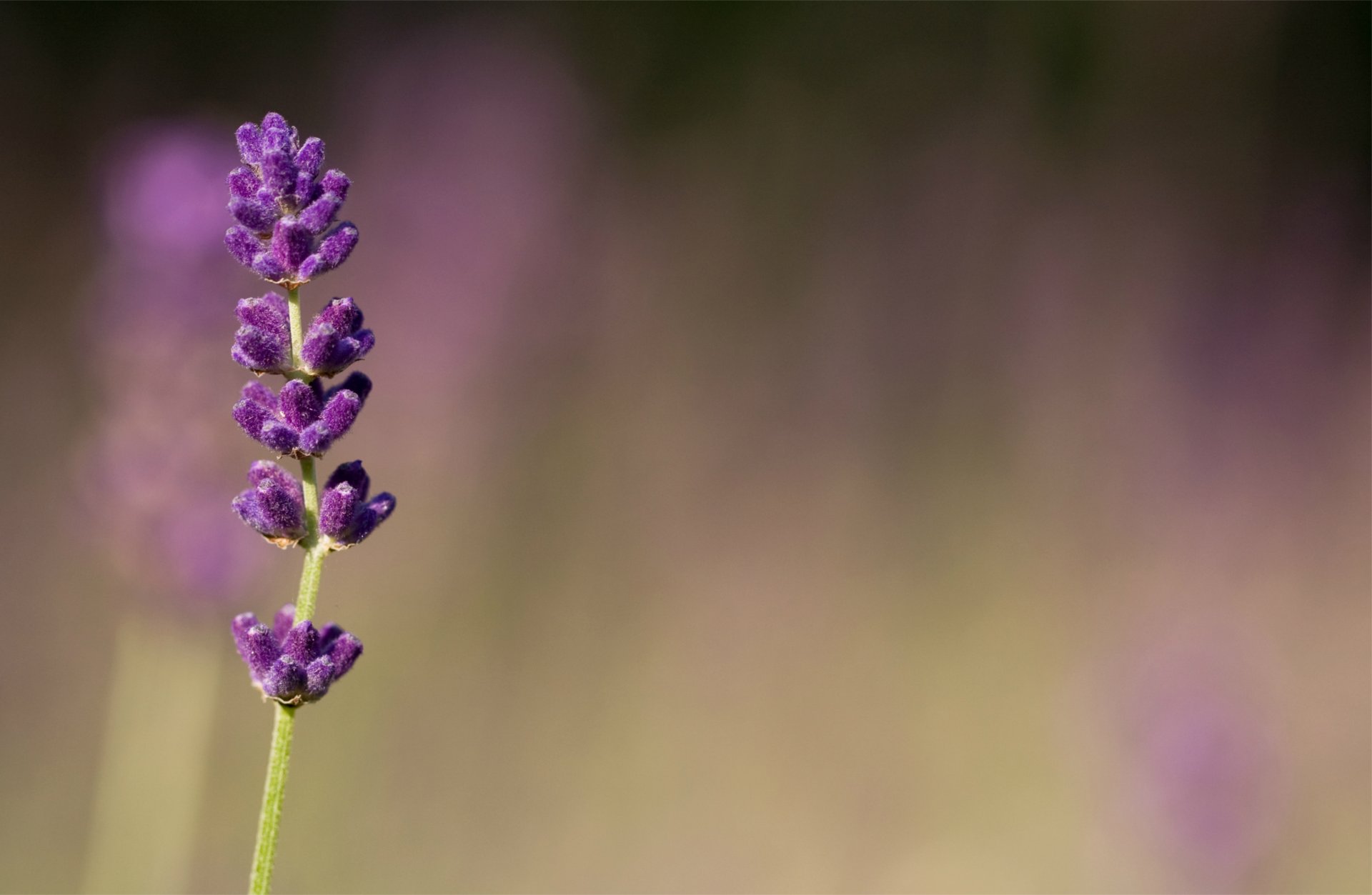 lavanda lilla viola fiori macro sfocatura