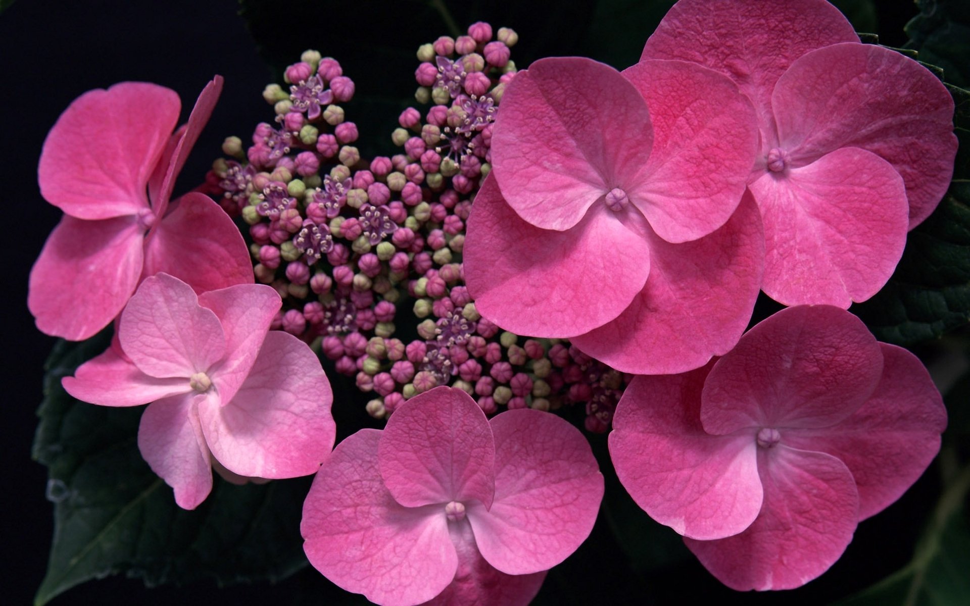 flores hortensia brotes rosa macro