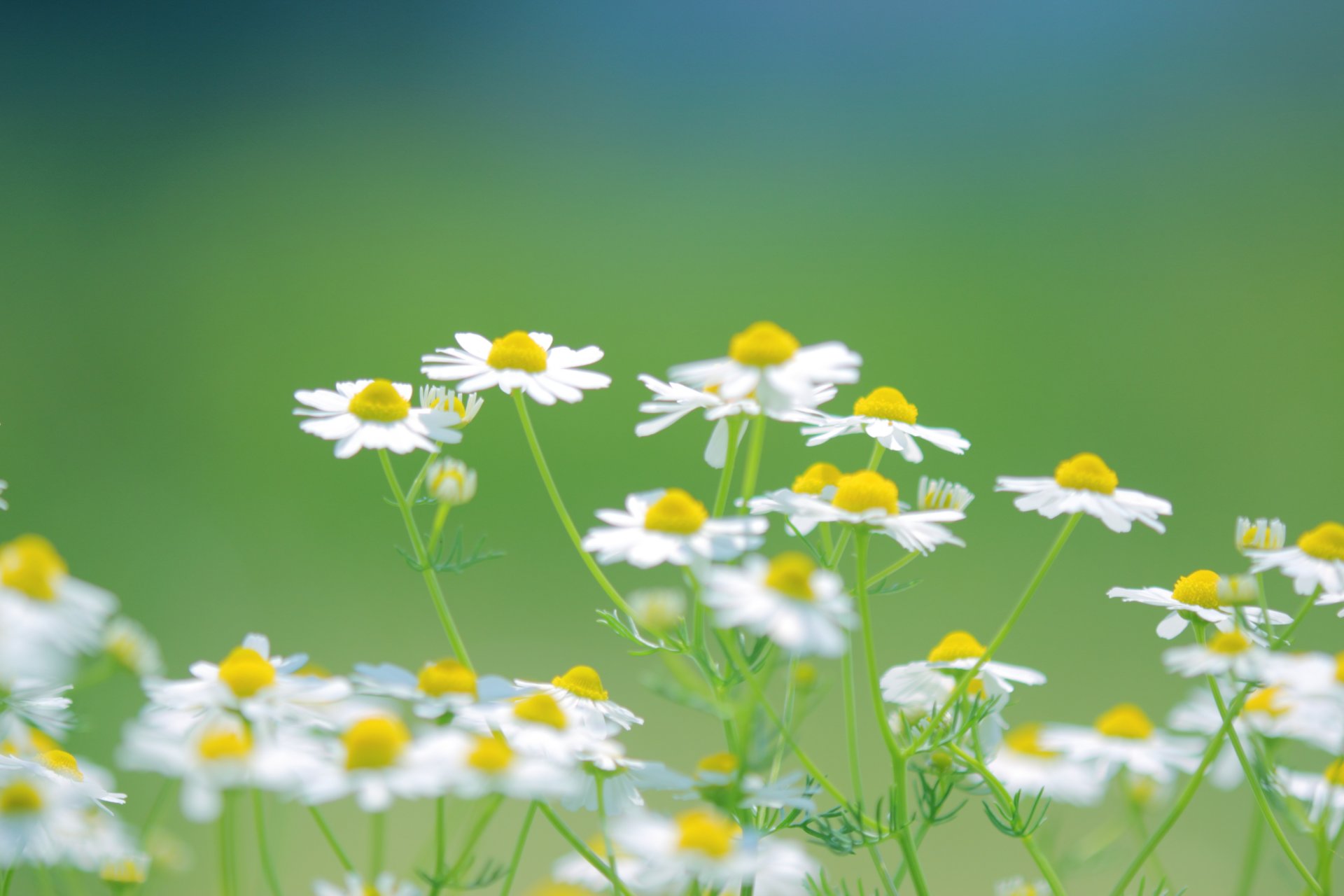 marguerites blanc fleurs buisson herbe verdure plantes couleur vert été nature