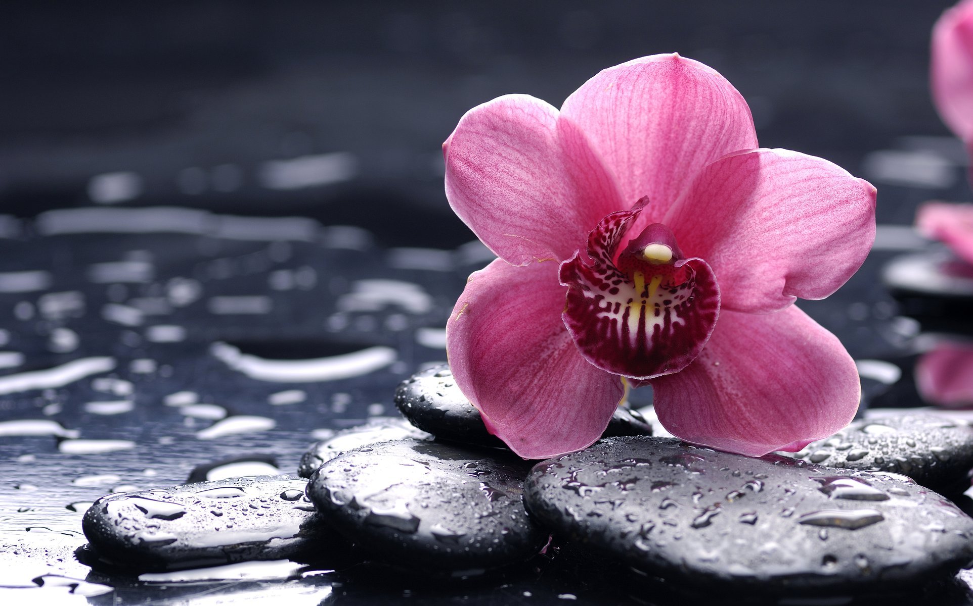 orquídea rosa flor piedras negro liso gotas macro