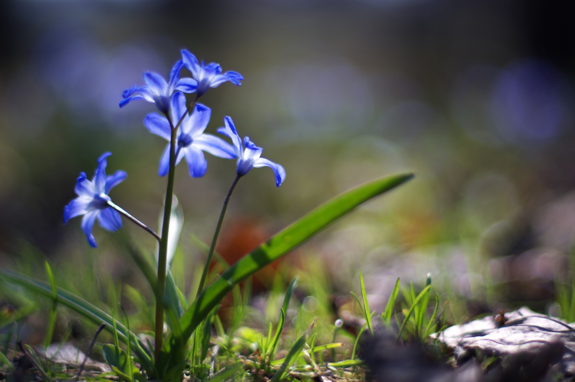 flower blue primrose grass green land spring light close up