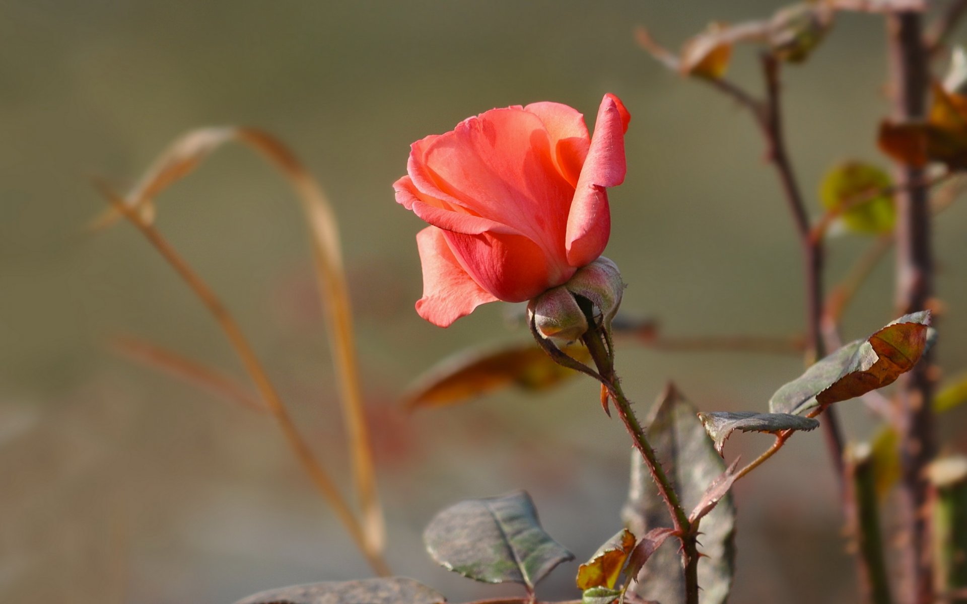 rose flower nature