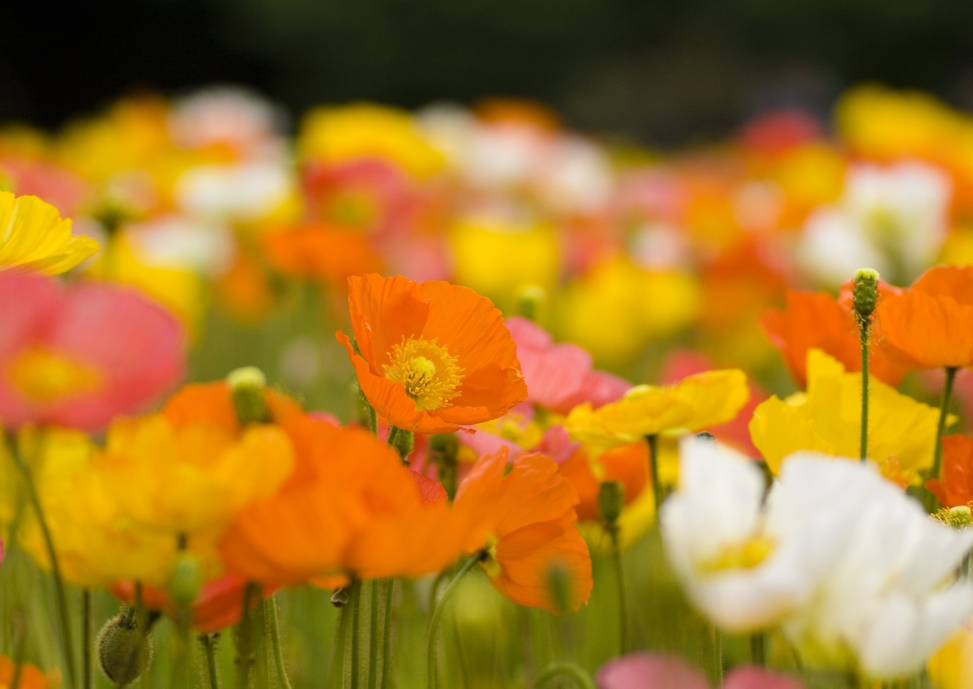 amapolas flores brotes pétalos naranja amarillo blanco brillante tallos campo claro plantas primavera naturaleza floración