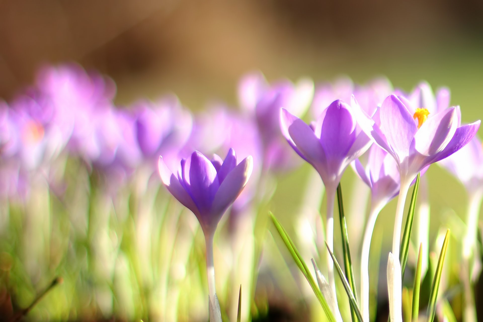 krokusse primel frühling bokeh