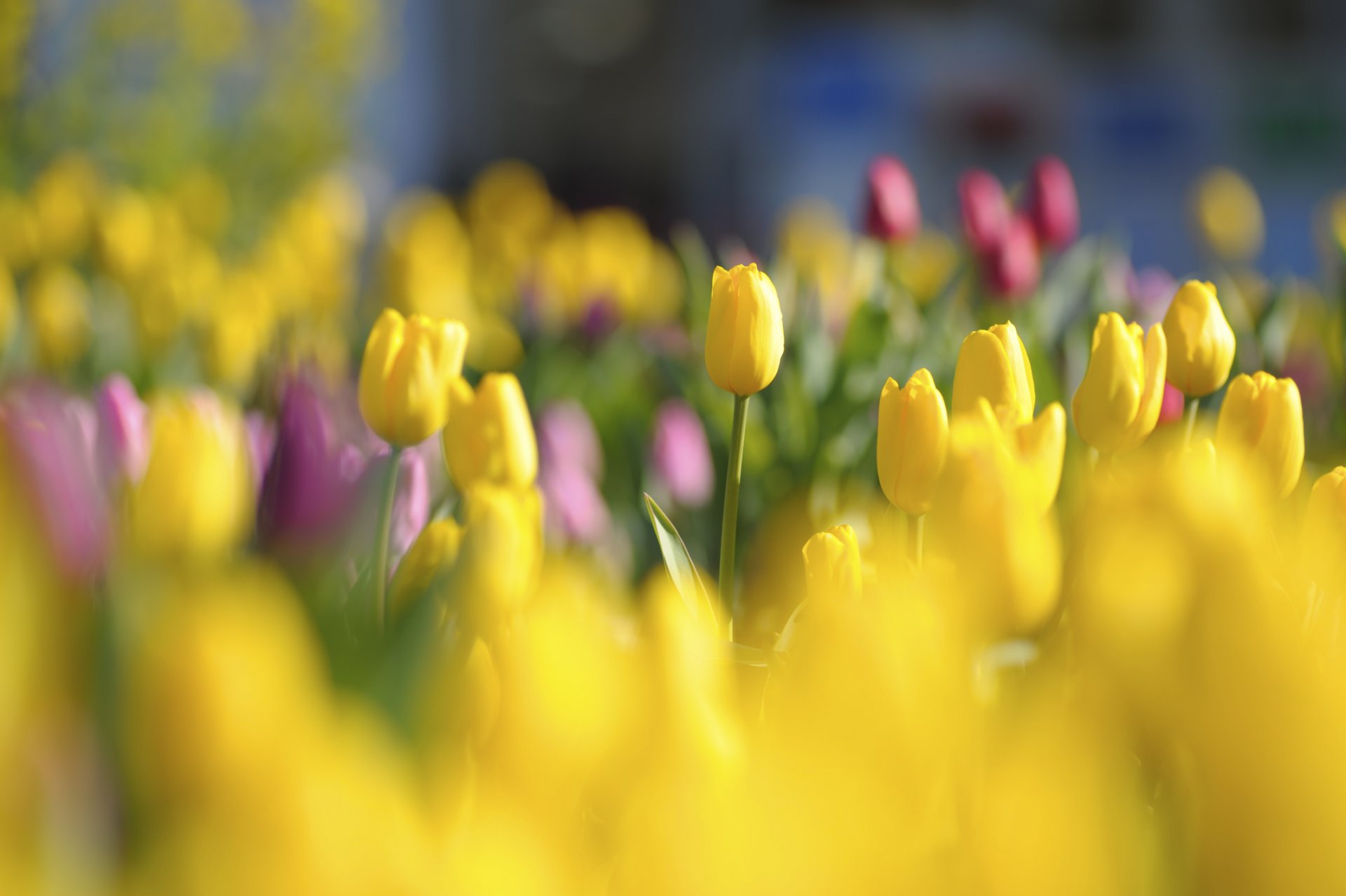 tulips flower buds yellow red bright field spring light