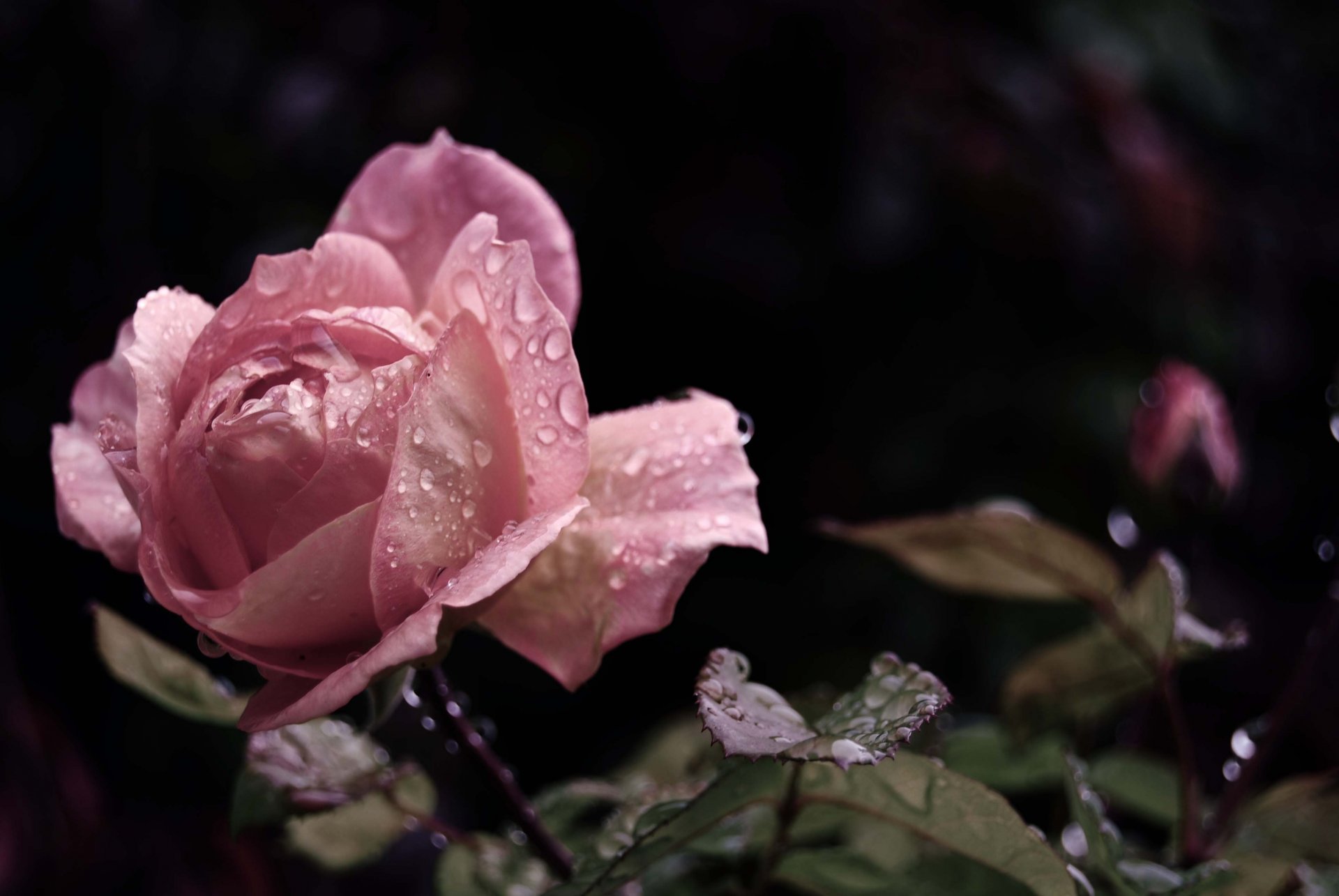 róża różowy pączek płatki kwiat liście krople woda rosa deszcz piękno makro