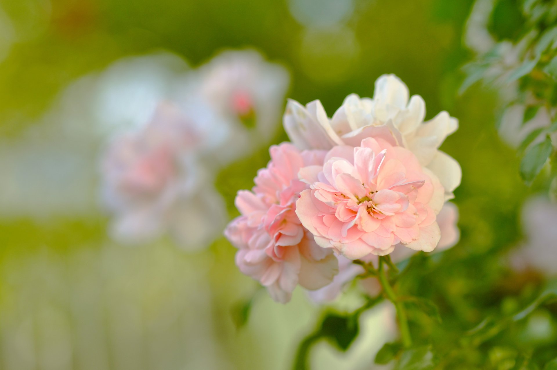 roses pink flowers petals buds bush leaves green greenery garden blurriness tenderness beauty nature macro