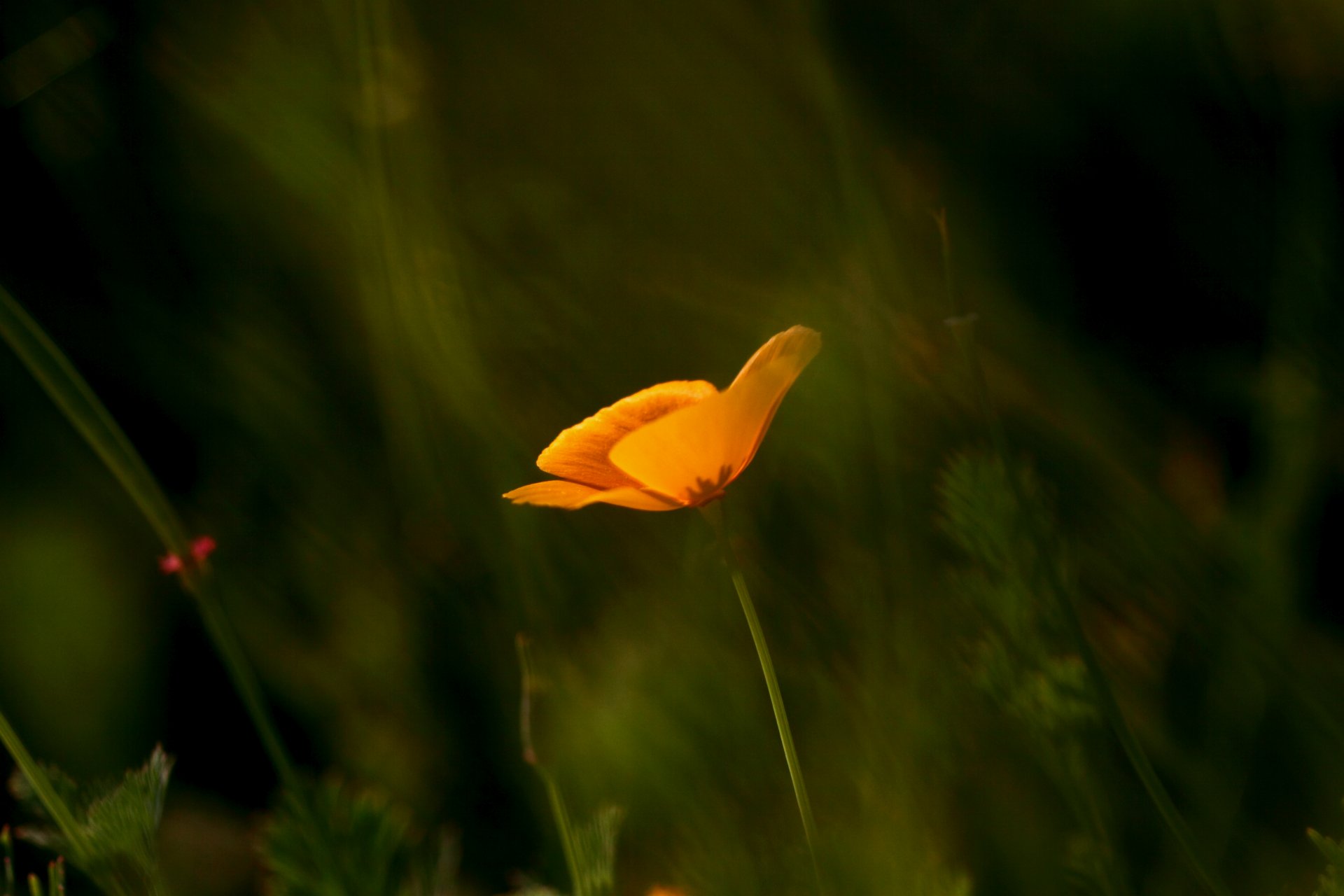 poppy orange california close up focus blur