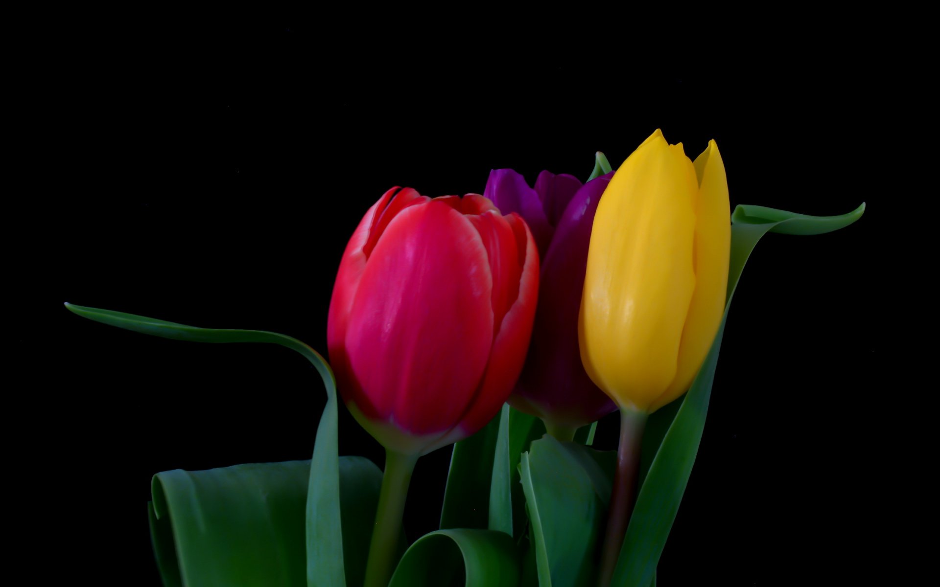 fiori tulipani bouquet