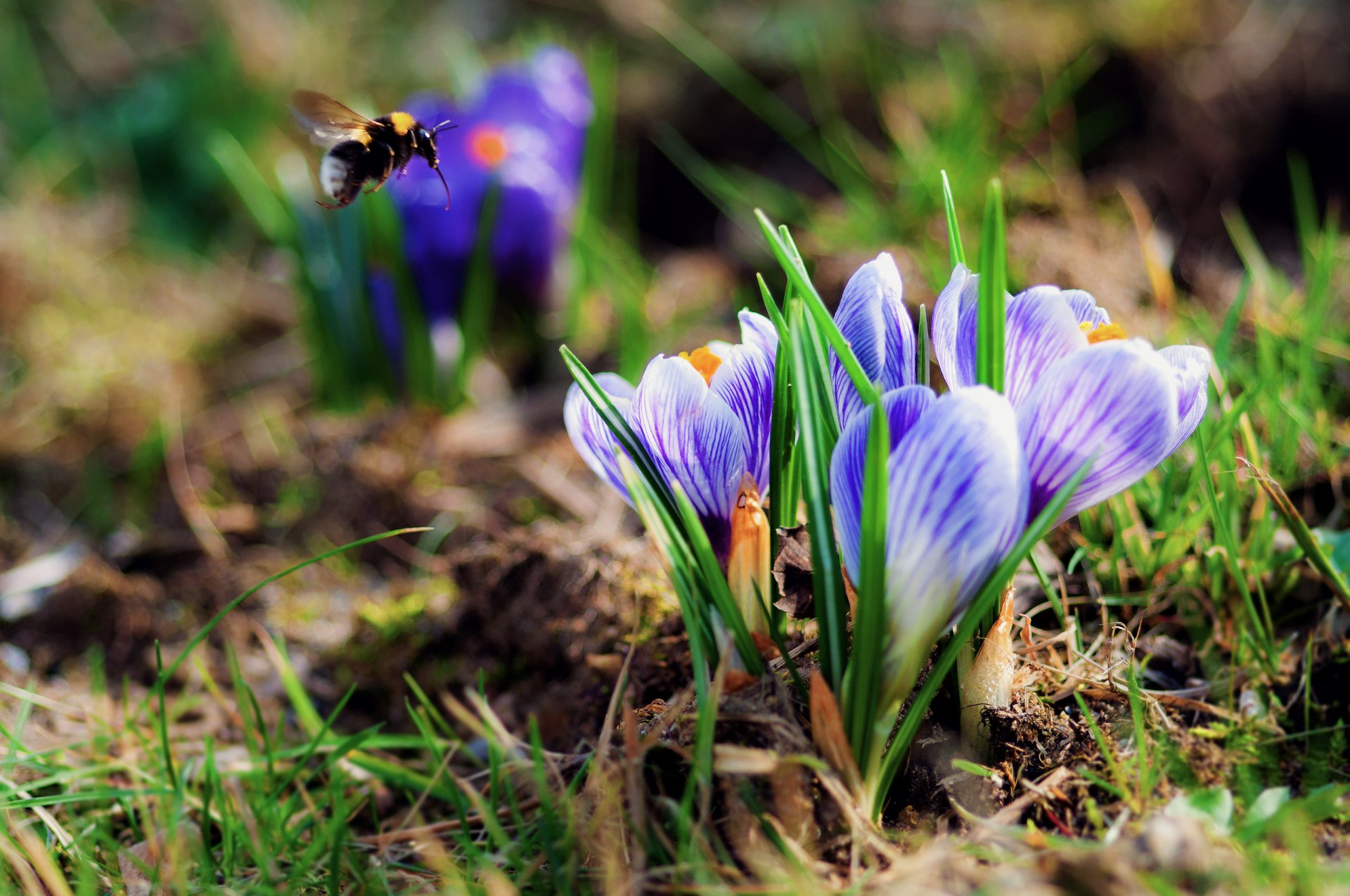 fleurs printemps crocus bourdon