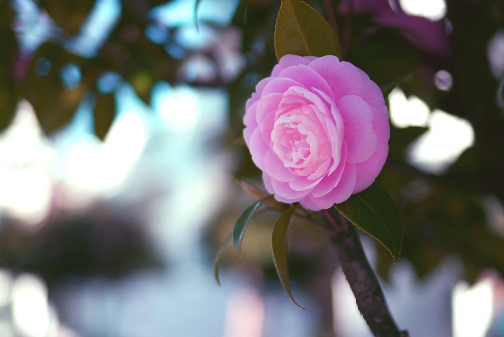 kamelie rosa blume blätter zweig makro