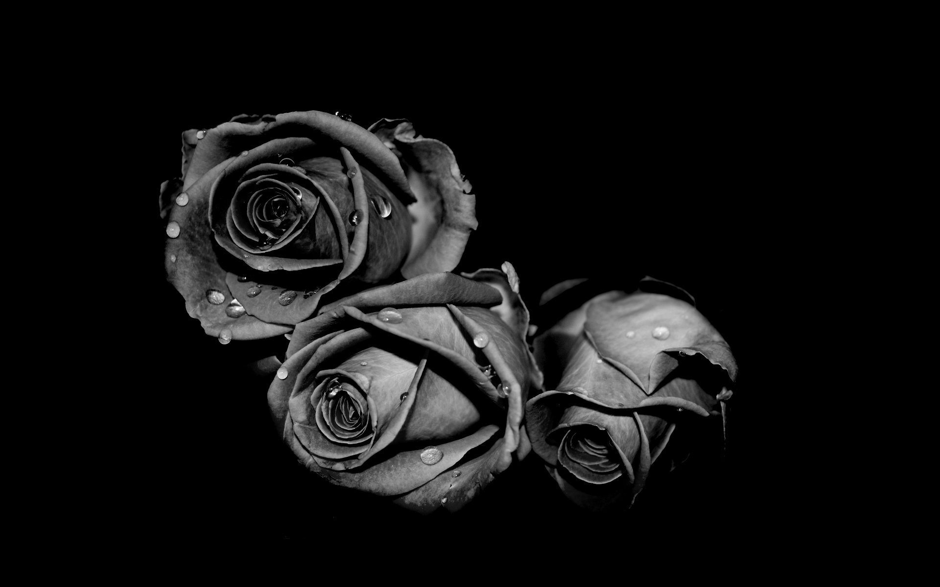 roses drops black white grey