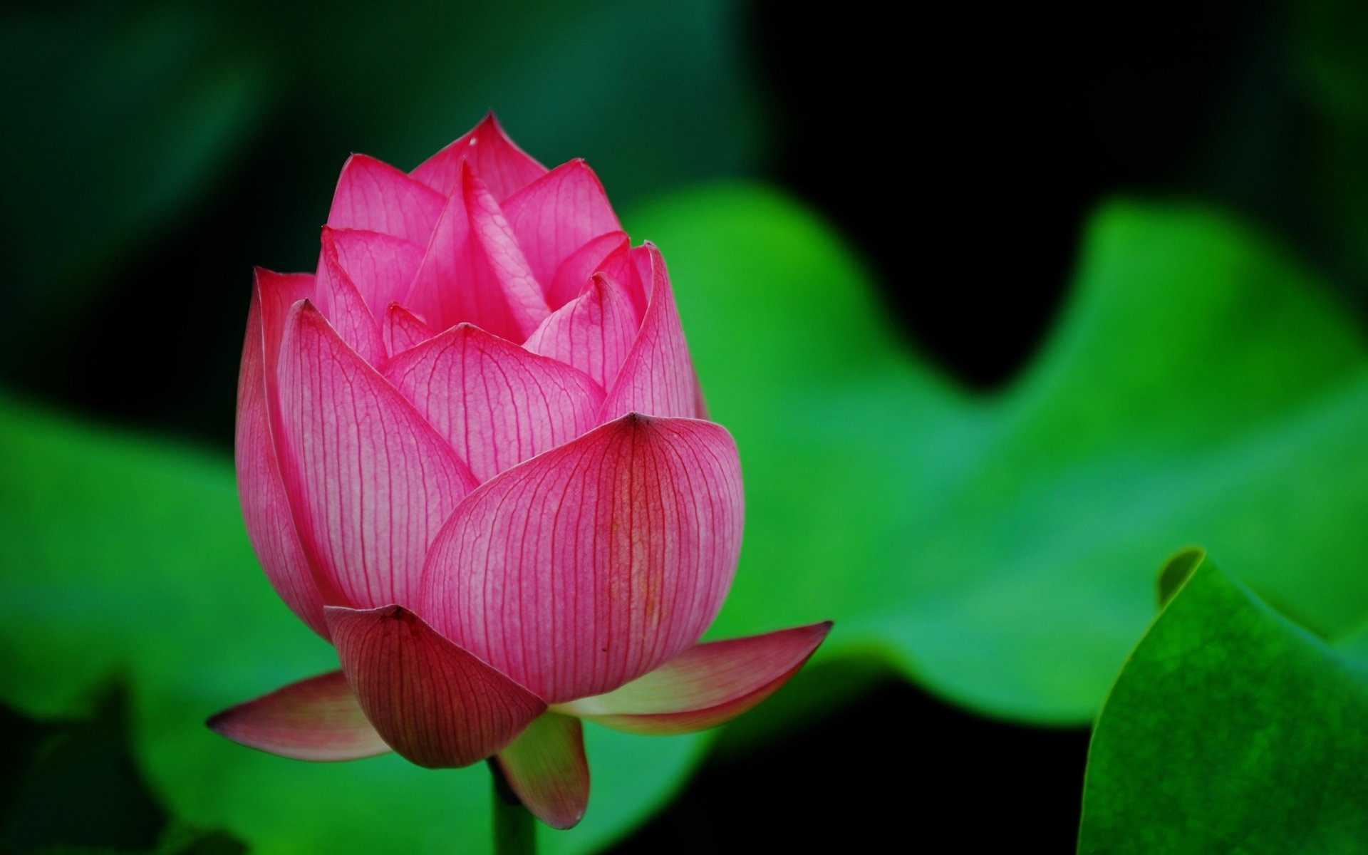 lotus blume makro knospe grün rosa blütenblätter