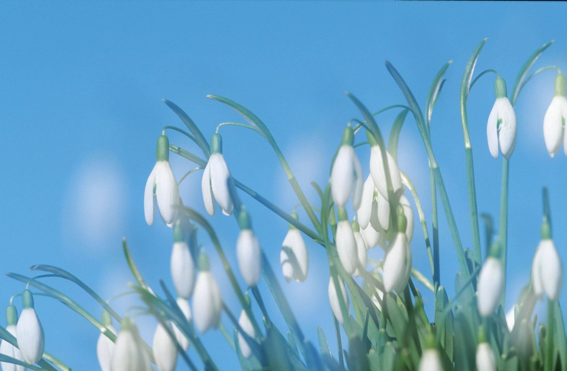 fleurs muguet blanc bleu gros plan