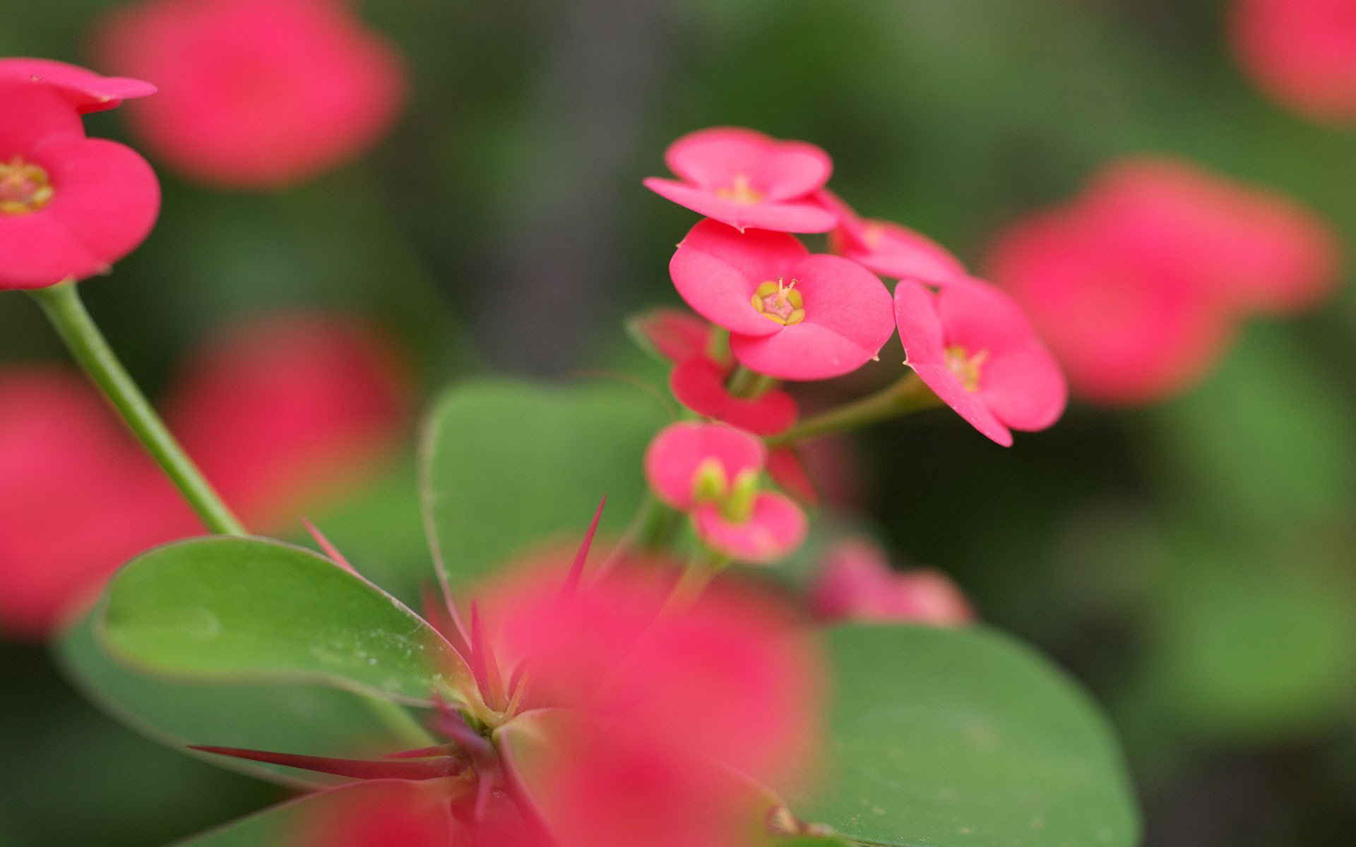 fleurs gros plan rose feuilles verdure flou