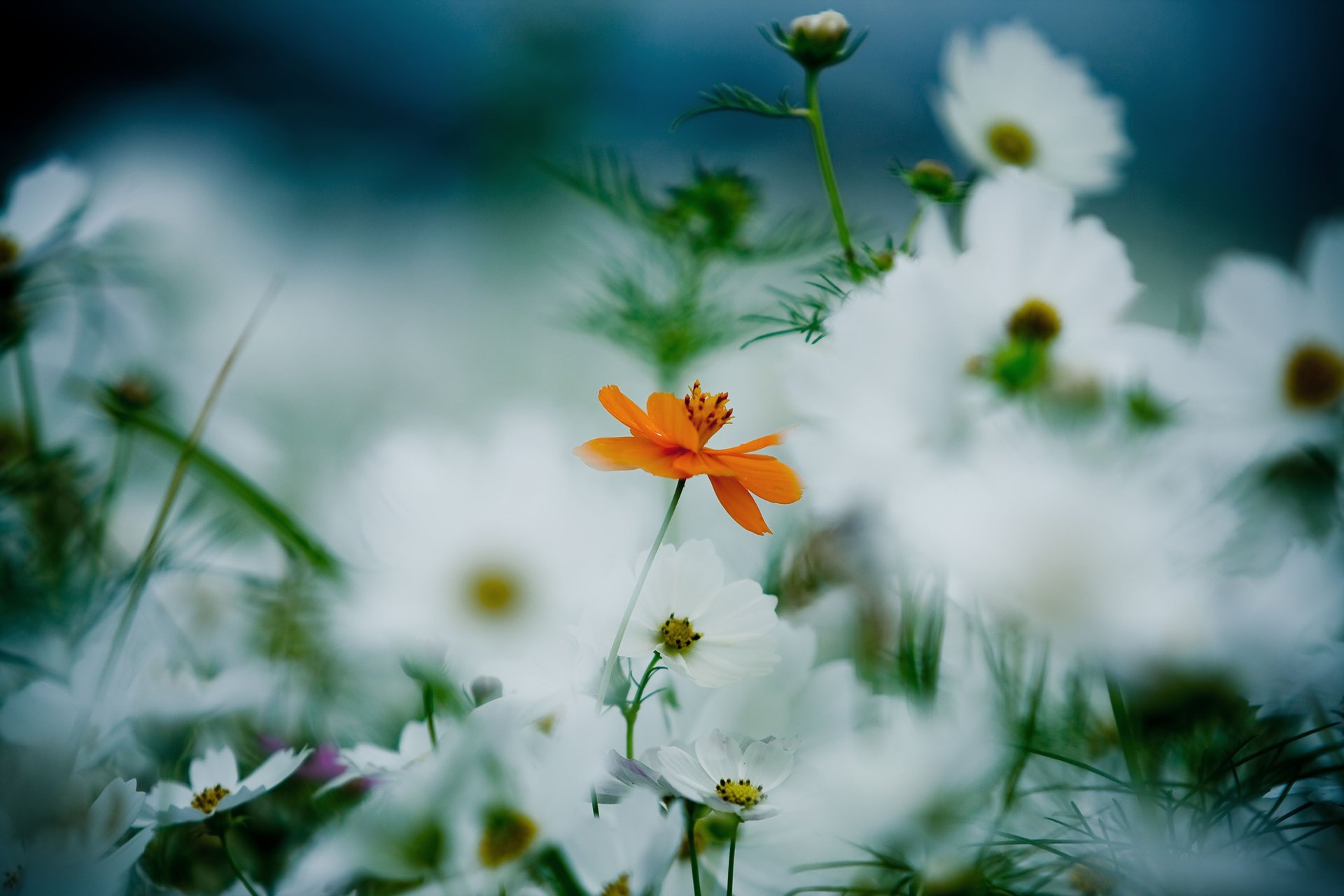 fiori arancione bianco cosmea petali steli erba piante radura fioritura estate sfocatura